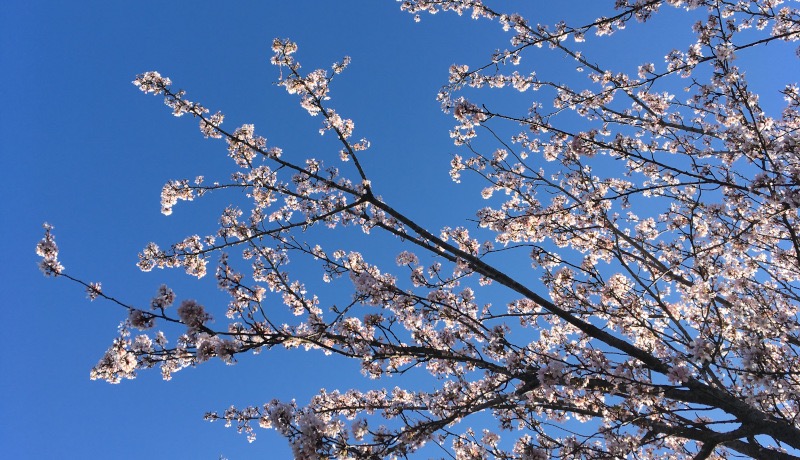 takken met witte bloesem met een heldere blauwe lucht