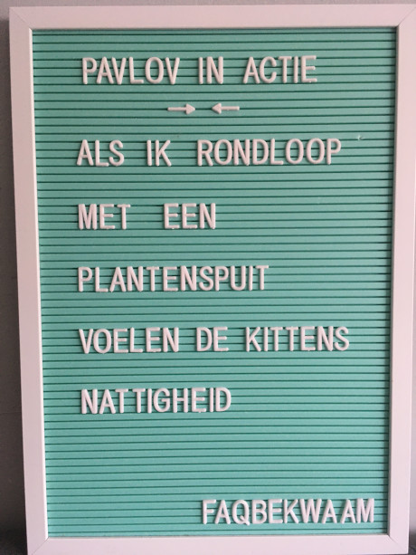 Pavlov in actie - als ik rondloop met een plantenspuit voelen de kittens nattigheid - FAQbekwaam