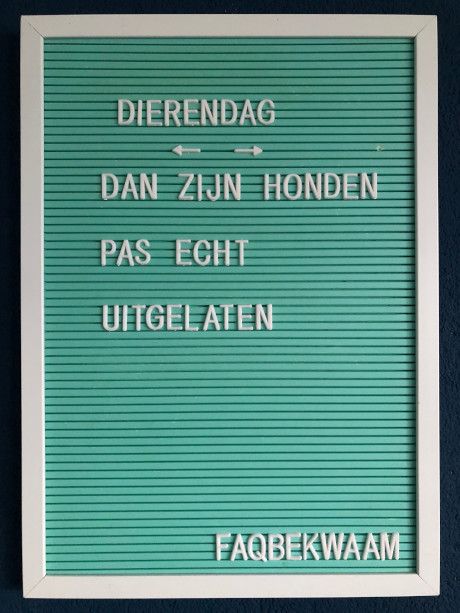 Dierendag - dan zijn honden pas echt uitgelaten - FAQbekwaam